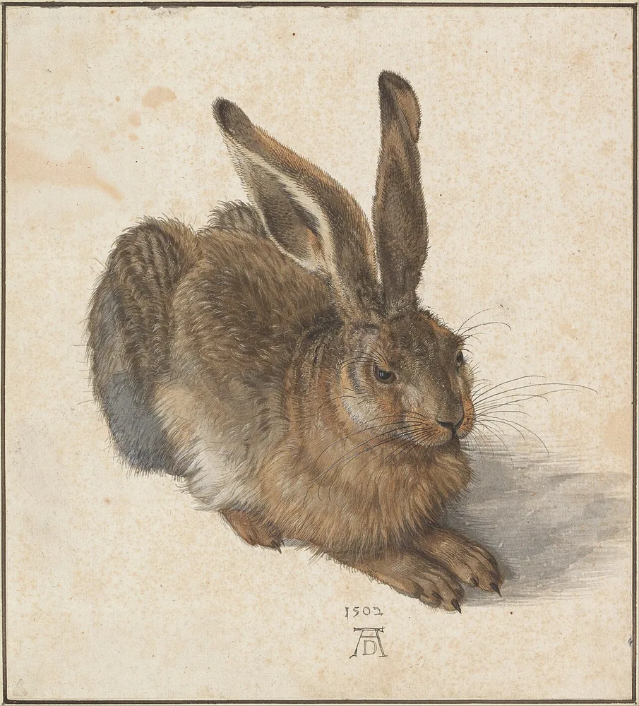 Le Lièvre, Albrecht Dürer, 1502